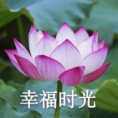 全民枪神边境王者国际服下载